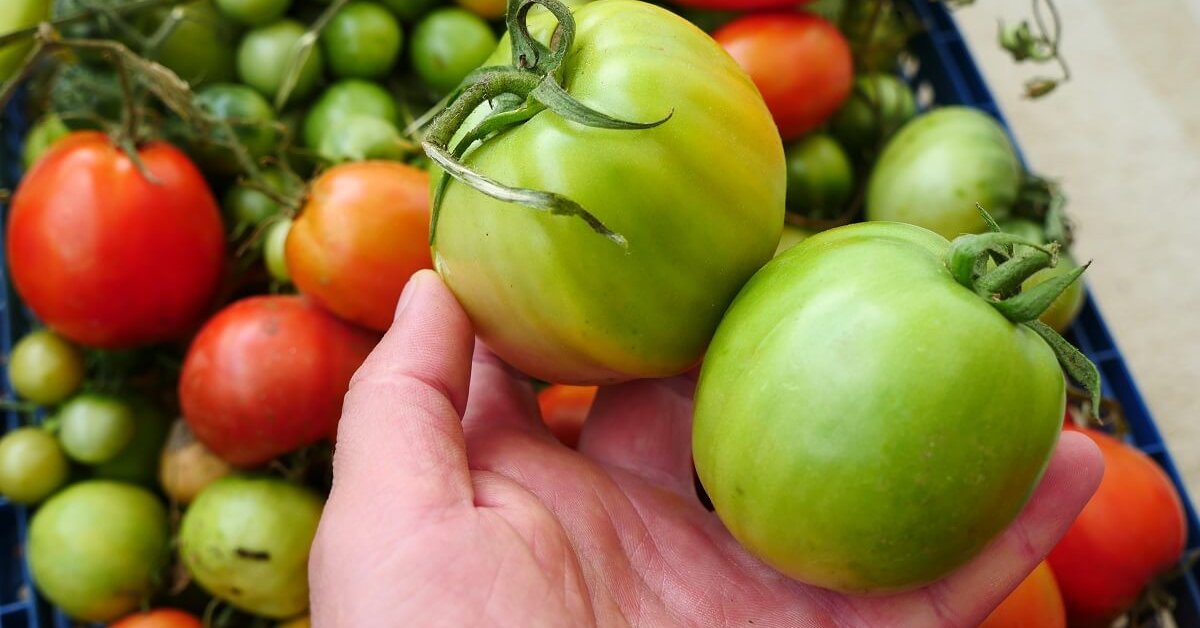 Самые вкусные зеленые помидоры на зиму – рецепты с фото